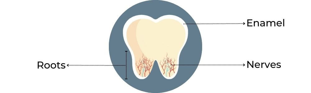 Diagram of a tooth and all its parts